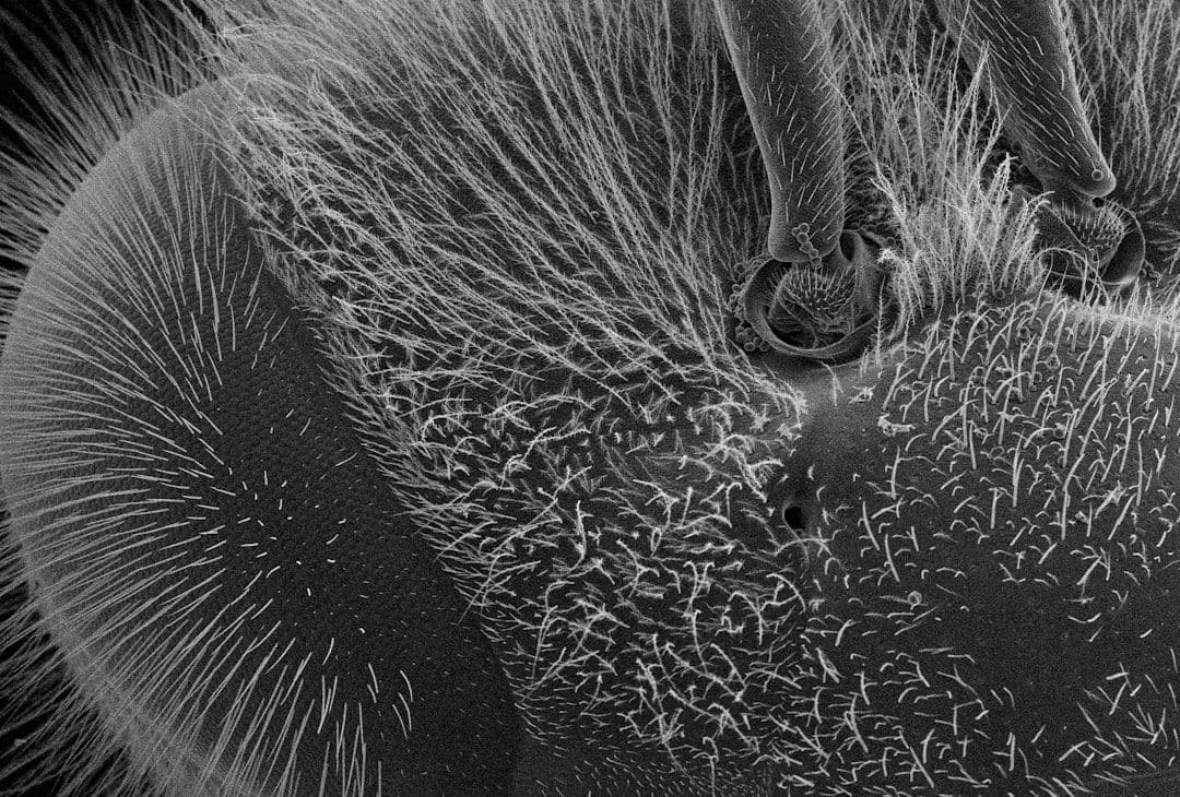 Saúde em Foco: Mpox, Artérias e o Poder dos Pets